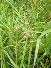 Cyperus diandrus