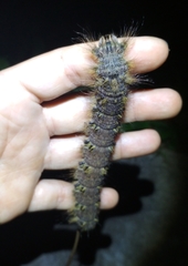 Lebeda nobilis