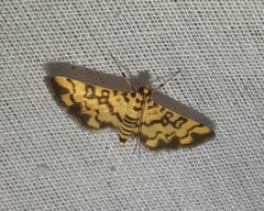 Glycythyma chrysorycta