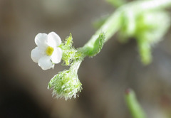 Harpagonella palmeri