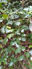 Rhoicissus rhomboidea