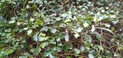 Rhoicissus rhomboidea