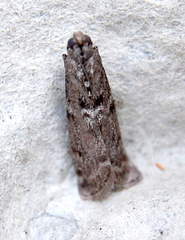 Oreana unicolorella