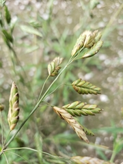 Bromus briziformis