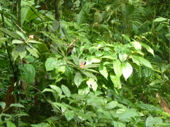 Palicourea elata