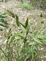 Bromus briziformis