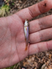 Clinostomus funduloides