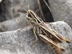 Stenobothrus rubicundulus