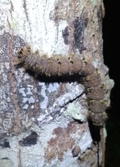 Lebeda nobilis