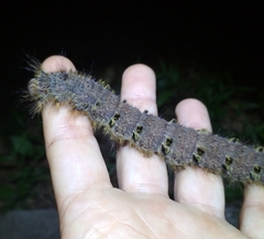 Lebeda nobilis