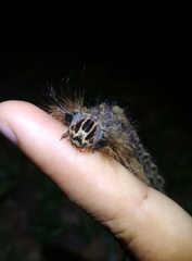 Lebeda nobilis