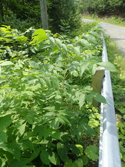 Fraxinus nigra image