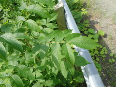 Fraxinus nigra image