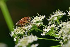 Eristalis tenax