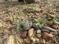 Harpagonella palmeri