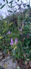 Bituminaria bituminosa