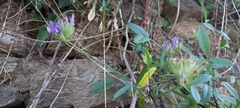 Bituminaria bituminosa