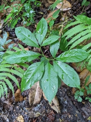 Arisaema dracontium image