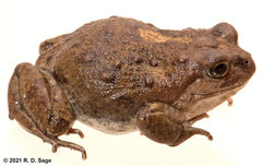 Las Bayas Frog photo 2