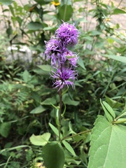 Liatris aspera