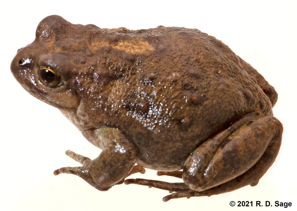 Las Bayas Frog (Atelognathus solitarius)