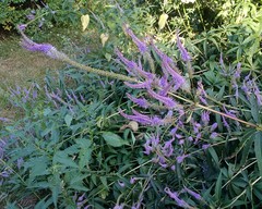Veronicastrum