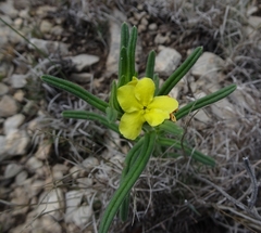 Lithospermum mirabile