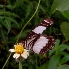 Neptis serena serena