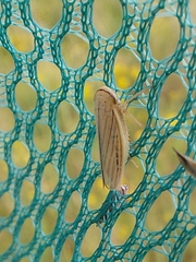 Athysanus argentarius