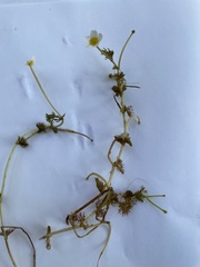 Ranunculus circinatus