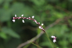 Polygonum jucundum