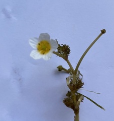 Ranunculus circinatus