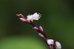 Polygonum jucundum
