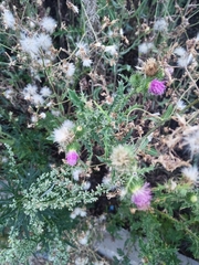 Carduus acanthoides