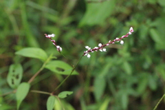 Polygonum jucundum