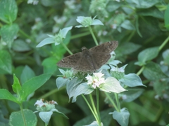 Erynnis