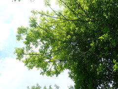 Fraxinus nigra image