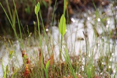 Carex limosa