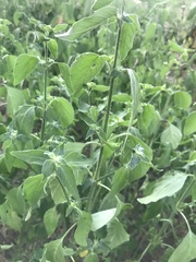 Dicliptera brachiata