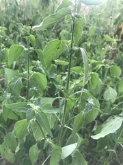 Dicliptera brachiata