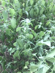 Dicliptera brachiata