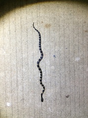 Bungarus fasciatus