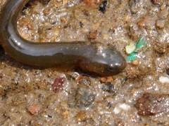 Luciogobius