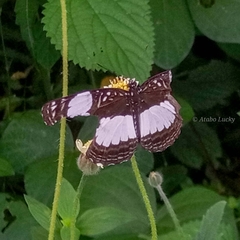 Neptis serena serena