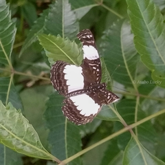 Neptis serena serena