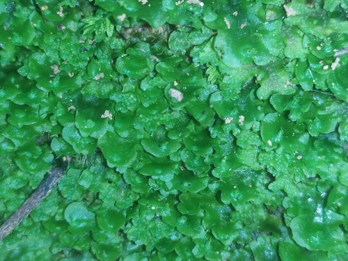 pobrežnica obyčajná (Pellia epiphylla)