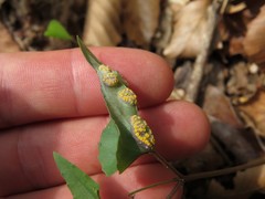 Puccinia violae