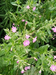 Epilobium hirsutum