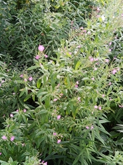 Epilobium hirsutum