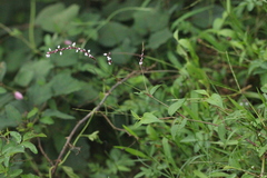 Polygonum jucundum
